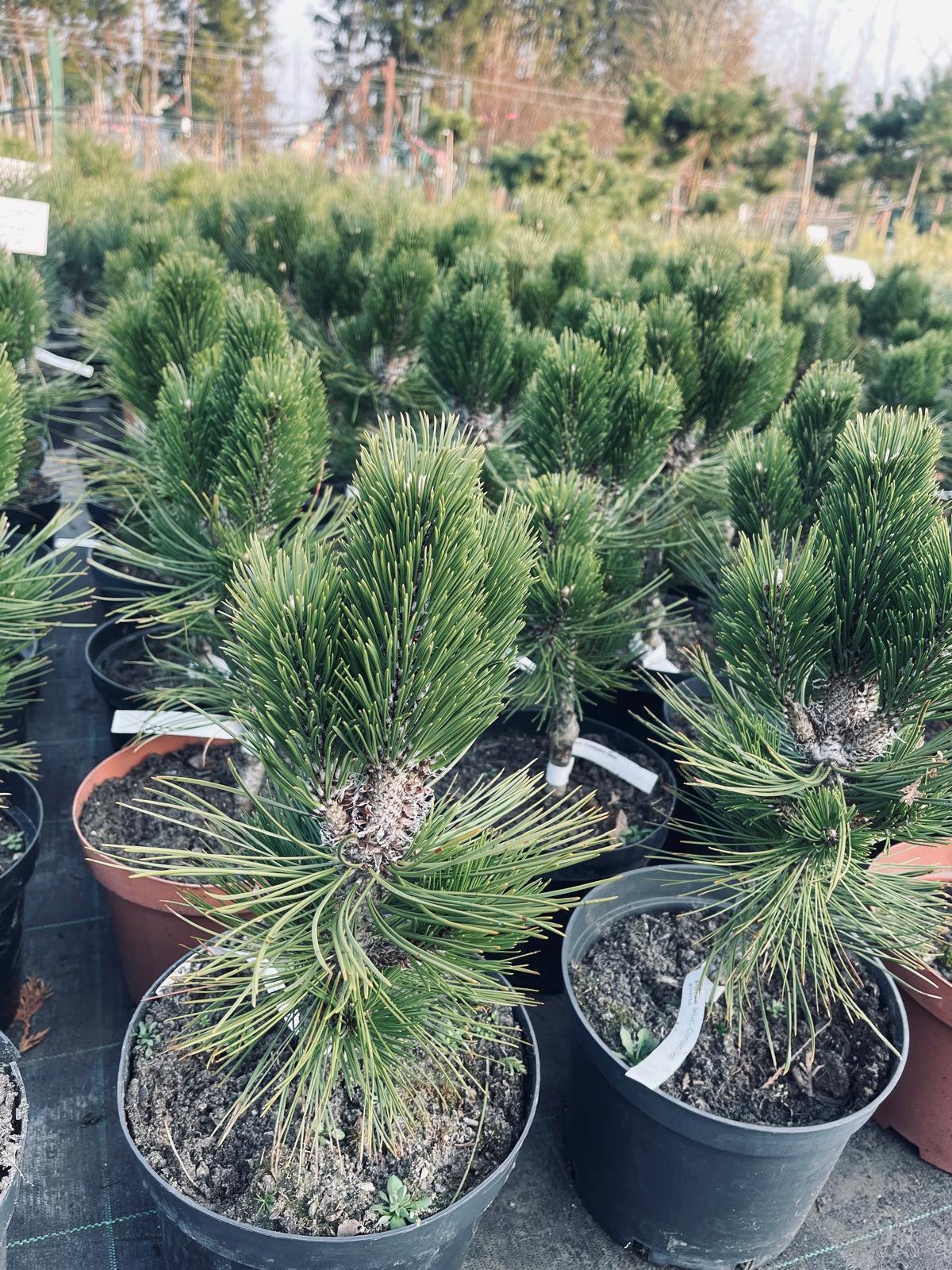 plant014 - Szkółka Ula Milczanowska